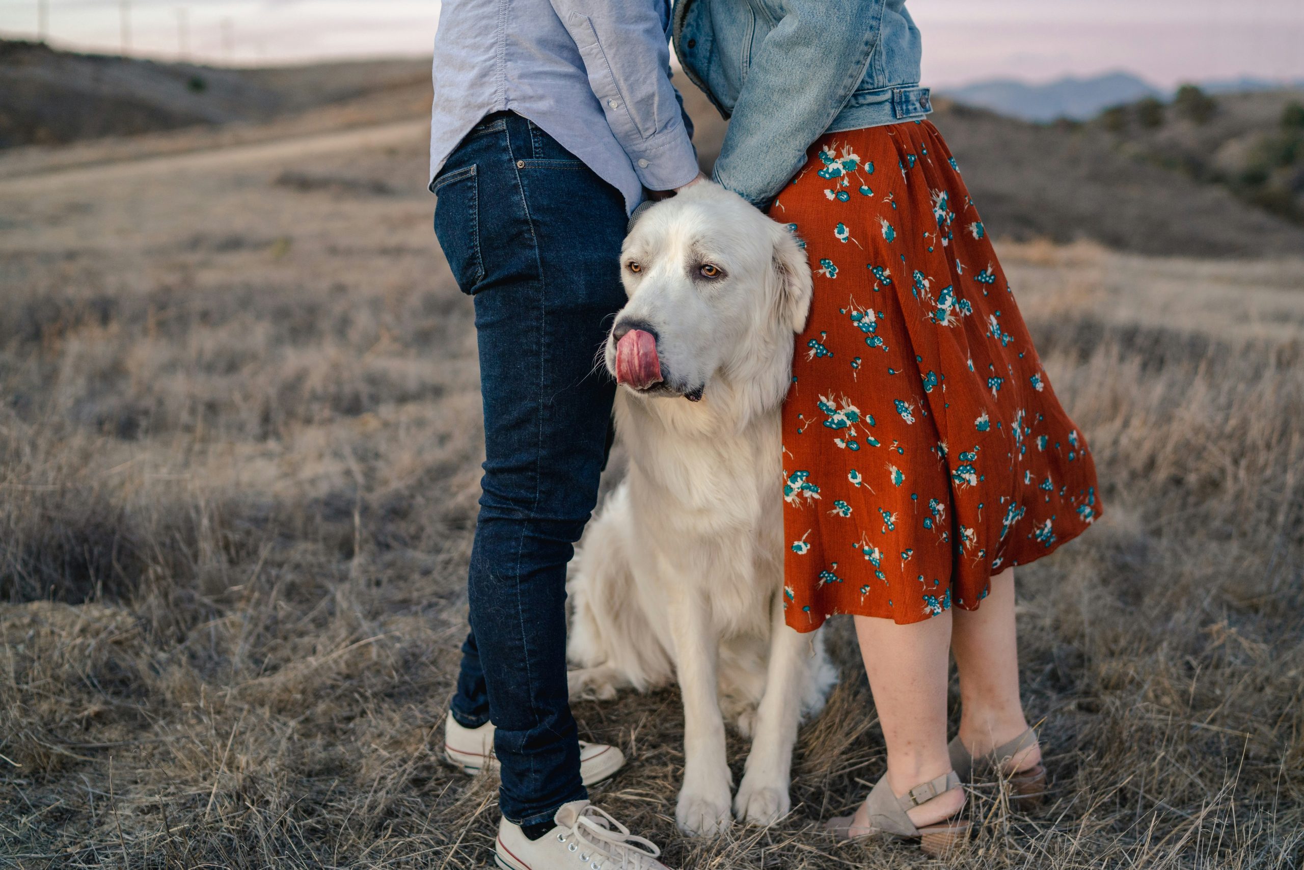 engagement photos with white English Labrador dog